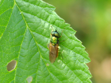 Chloromyia formosa